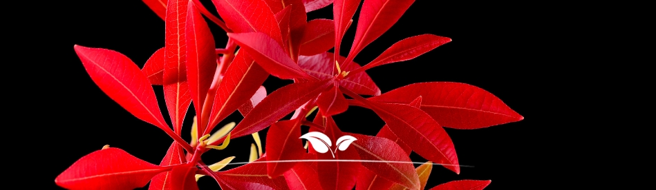 Photinia Red Robin blad | Gardline